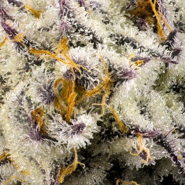 FKAFL All-In-One Gold Blend [1000mg] - Image 8