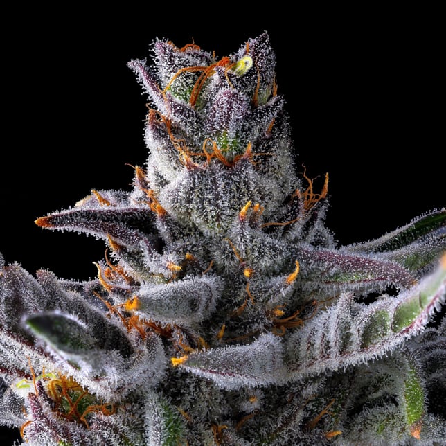 Zuzu Zangria Mini Halos Infused Pre-Roll Single [.6g] - Image 9