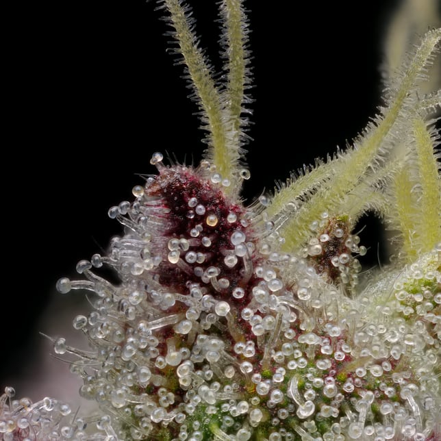 Hash Burger [1g] - Image 6