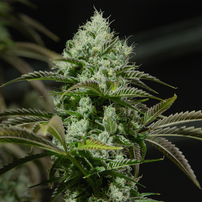 L'Orange - Image 3 L'Orange - Image 3