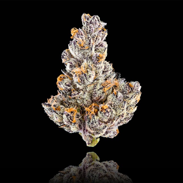 French Lotus Goldies Infused Pre-Rolls 5-Pack [3g] - Image 5