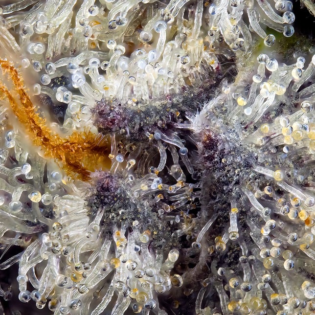 FKAFL Pre-Roll [1g] - Image 11