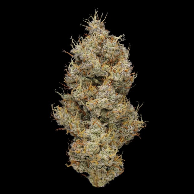 Funkadelic - Image 3