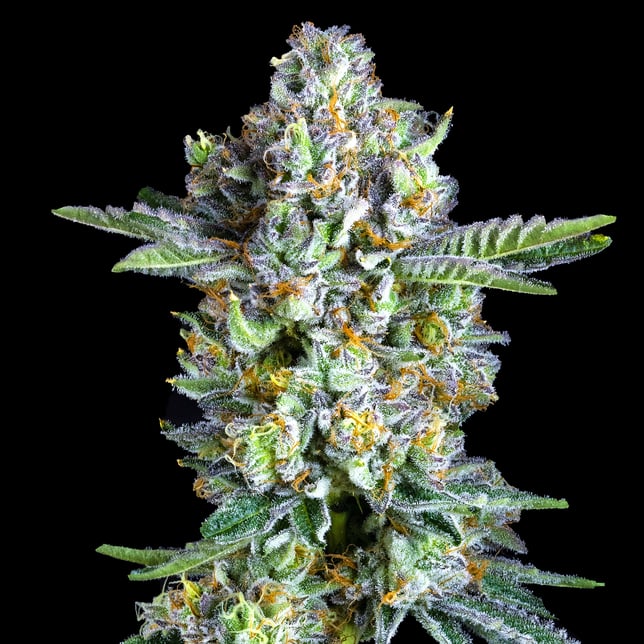 Sour Sangria Maven Minis [14g] - Image 7