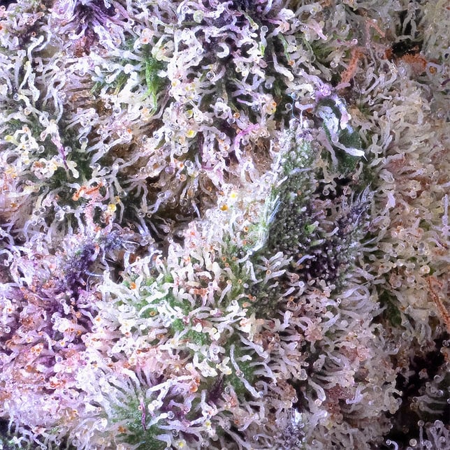 98 Reserve Gold Blend - Image 9