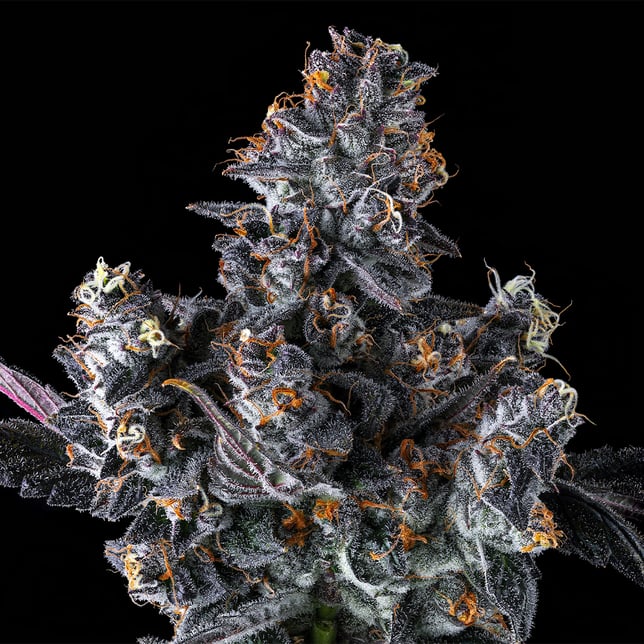 French Lotus Goldies Infused Pre-Rolls 5-Pack [3g] - Image 9