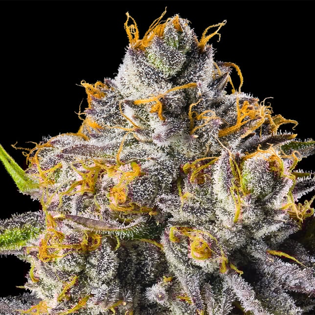 Orange Bellini Goldies Infused Pre-Rolls 5-Pack [3g] - Image 9