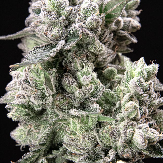 Black Diamond X [3.5g] - Image 10