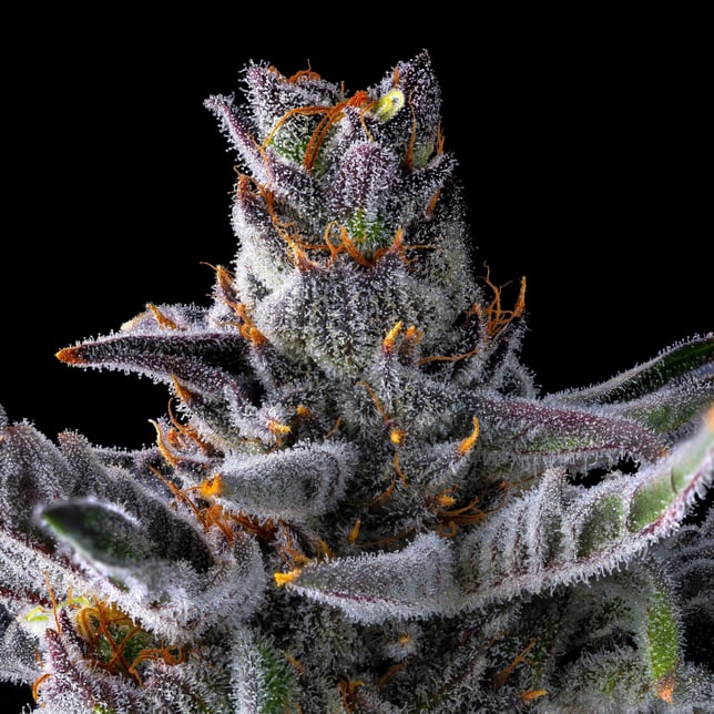 ZuZu Zangria Halos Infused Pre-Roll [1.9g] - Image 9