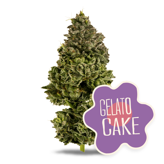 Gelato Cake - Image 2