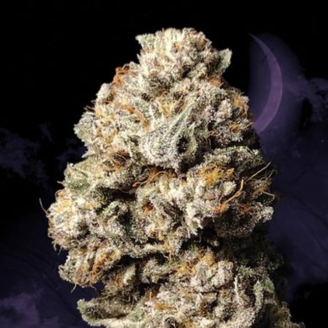 MAC 1 - Image 1 MAC 1 - Image 1