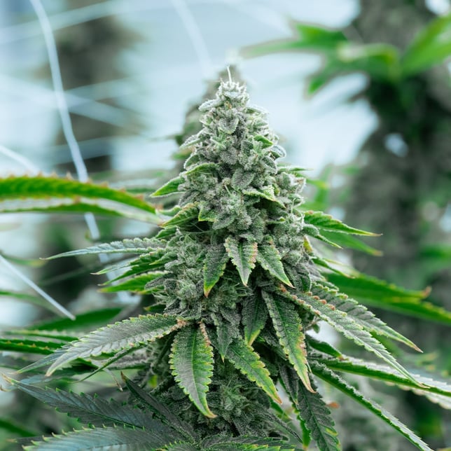 Banana Acai Mints [10g] - Image 2