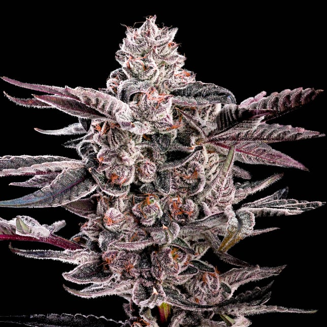 Shangri-La [3.5g] - Image 7