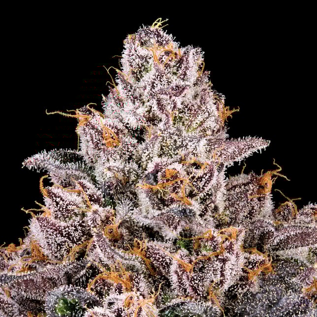 Pre-98 Bubba Kush x Runtz - Image 7