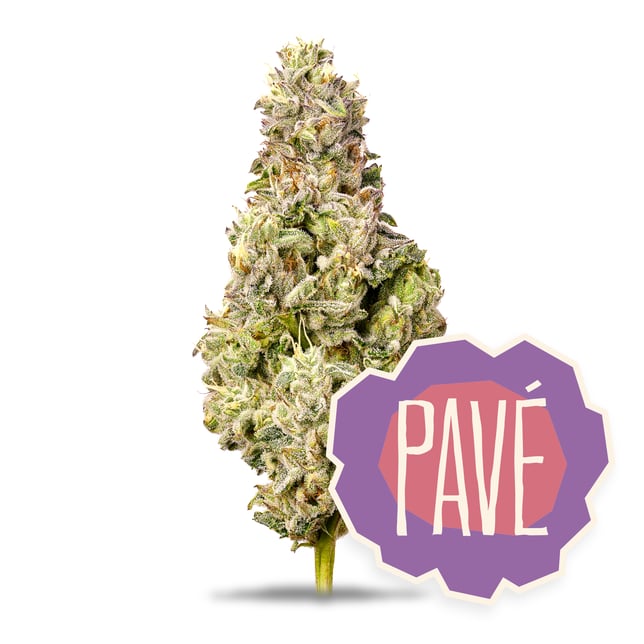 Pavé - Image 2