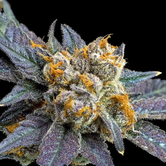 Blue Lotus Goldies Infused Pre-Rolls 5-Pack [3g] - Image 8