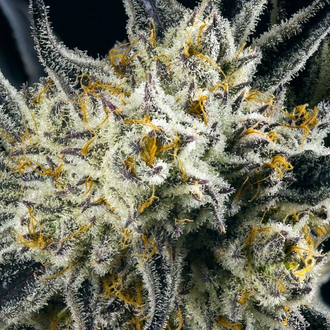 FKAFL All-In-One Gold Blend [1000mg] - Image 6