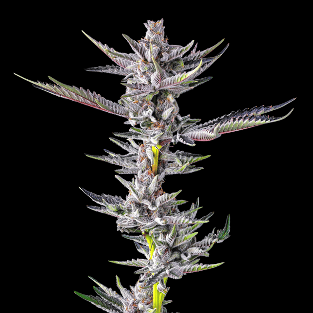 Zuzu Zangria Mini Halos Infused Pre-Roll Single [.6g] - Image 7