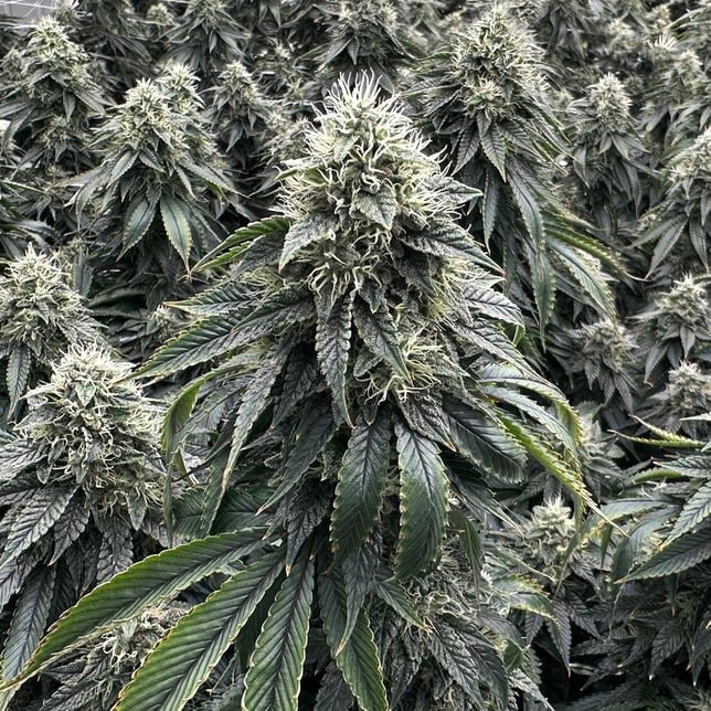 Head Cracker - Image 3 Head Cracker - Image 3