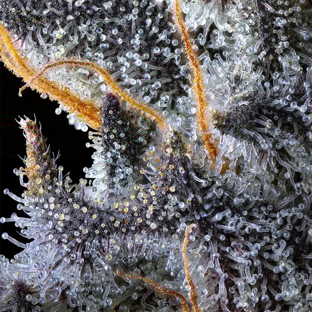 French Lotus [3.5g] - Image 8