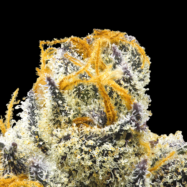 Orange Bellini All-In-One Gold Blend [1000mg] - Image 4