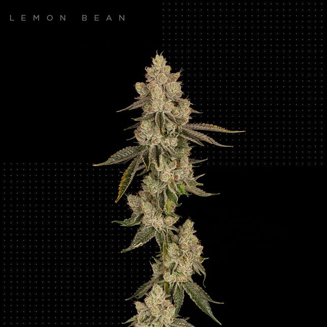 Lemon Tree Haze - Image 2