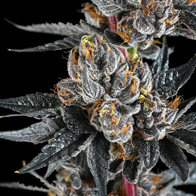 Lipsmackerz [3.5g] - Image 8