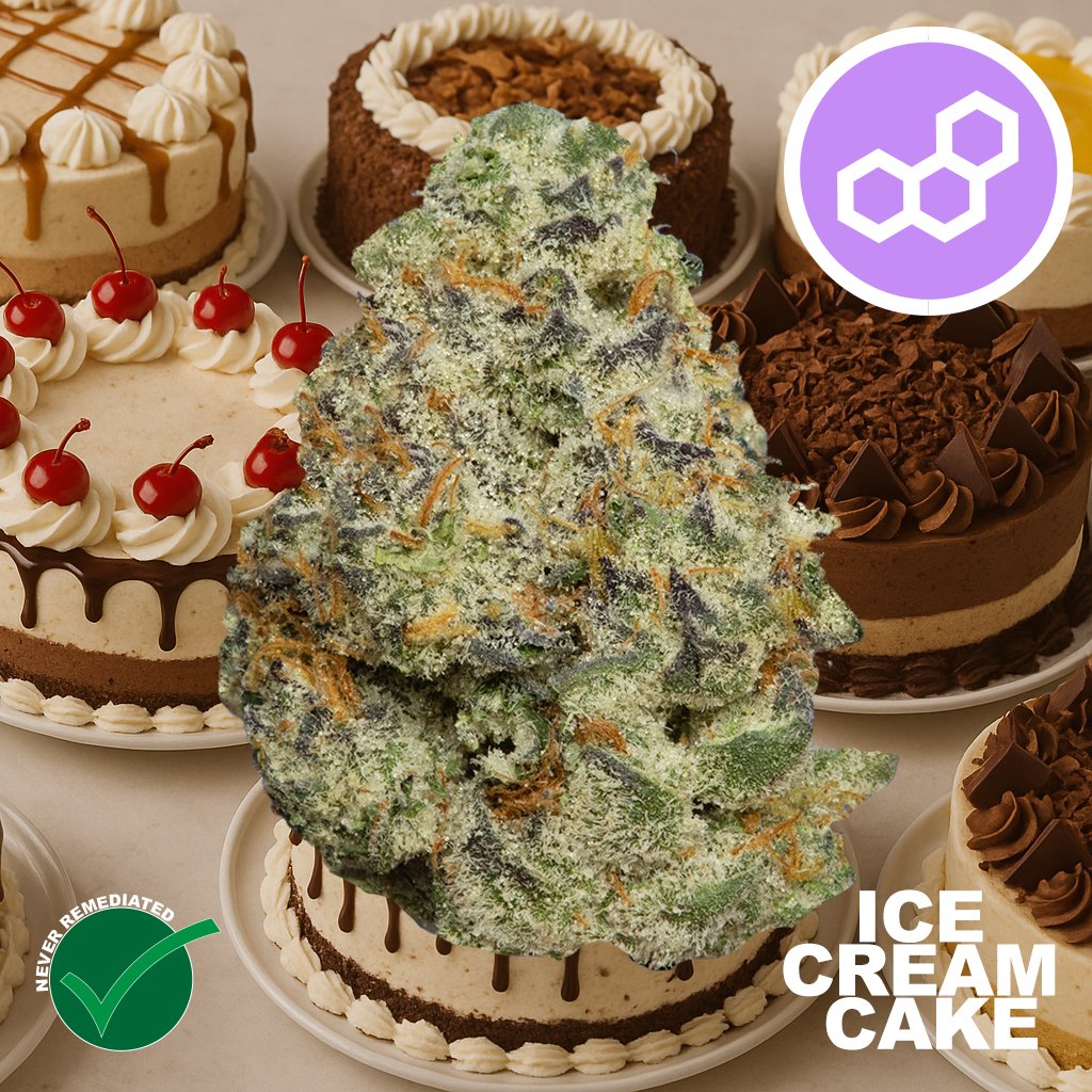 Theraplant - Ice Cream Cke (I) Flower C0040001326 Theraplant - Ice Cream Cke (I) Flower C0040001326
