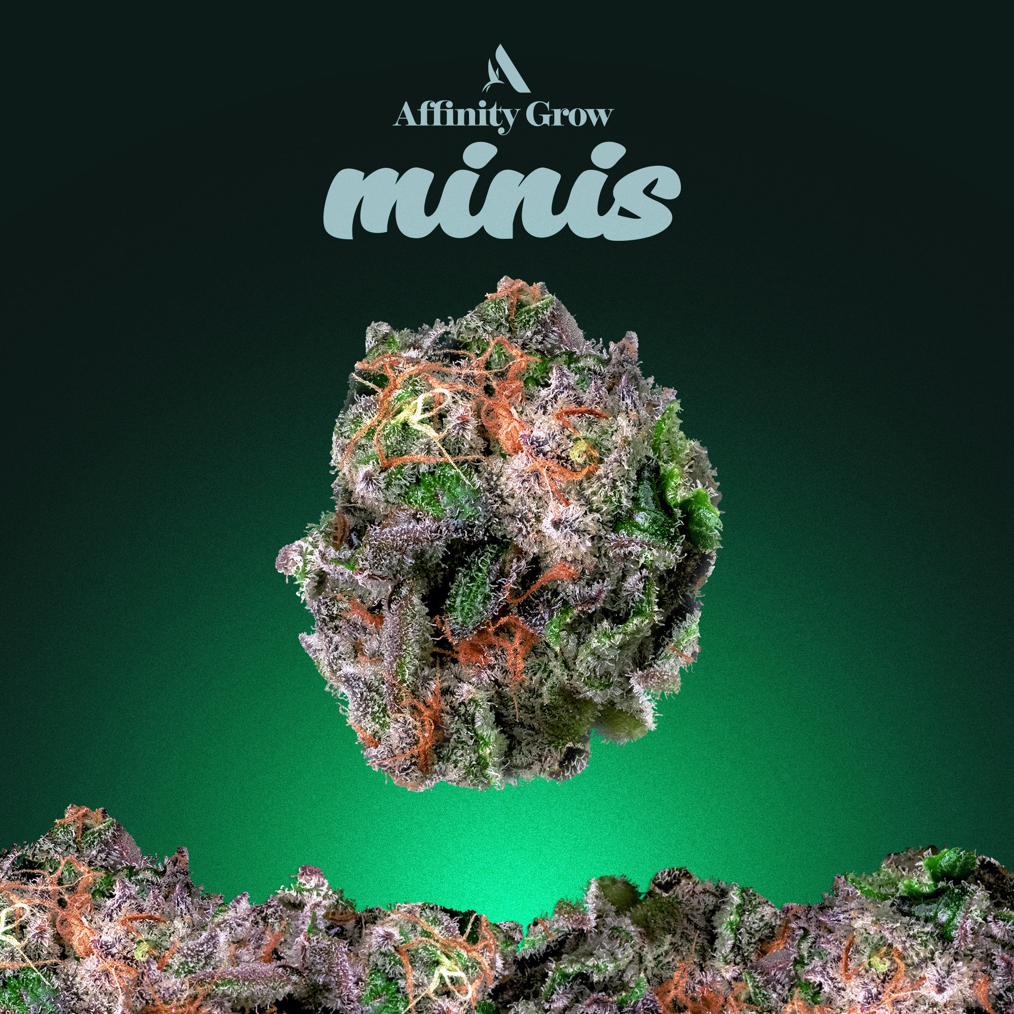 Affinity Grow - Ko'Zeto (H) Smalls  C0090000633