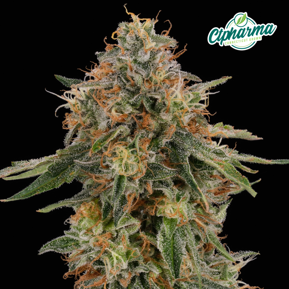 CTPharma - Melonade (H) Flower  C0020027476