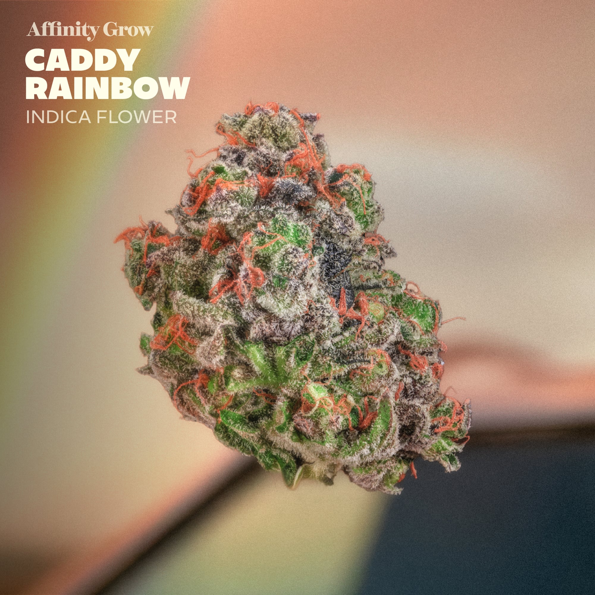 Affinity Grow - Caddy Rainbow (I) Flower  C0090001013