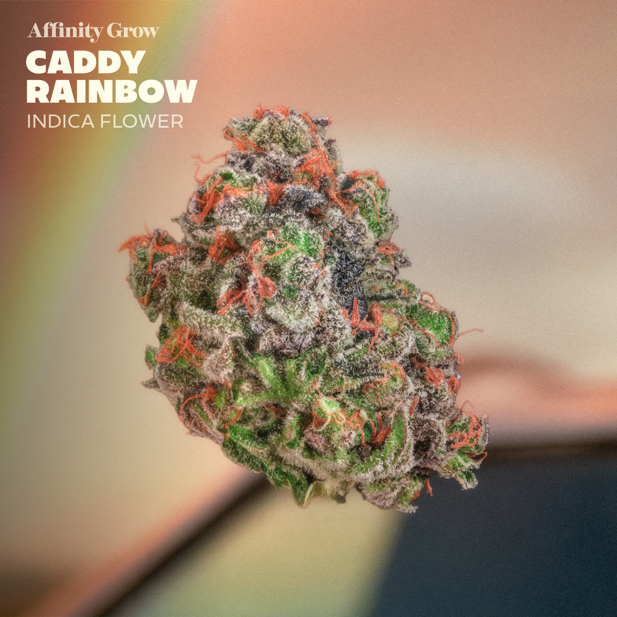 Caddy Rainbow Flower T28.36% I 01013