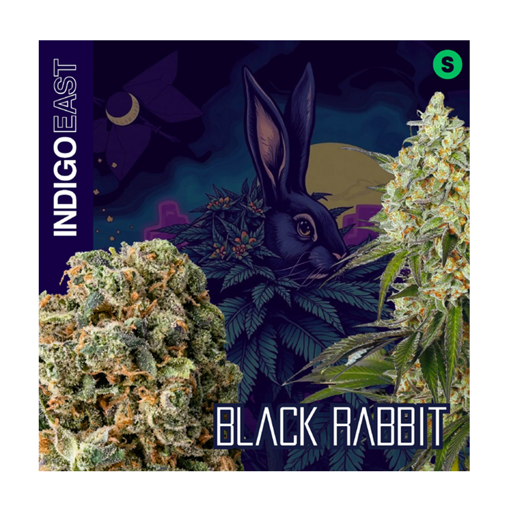 Black Rabbit