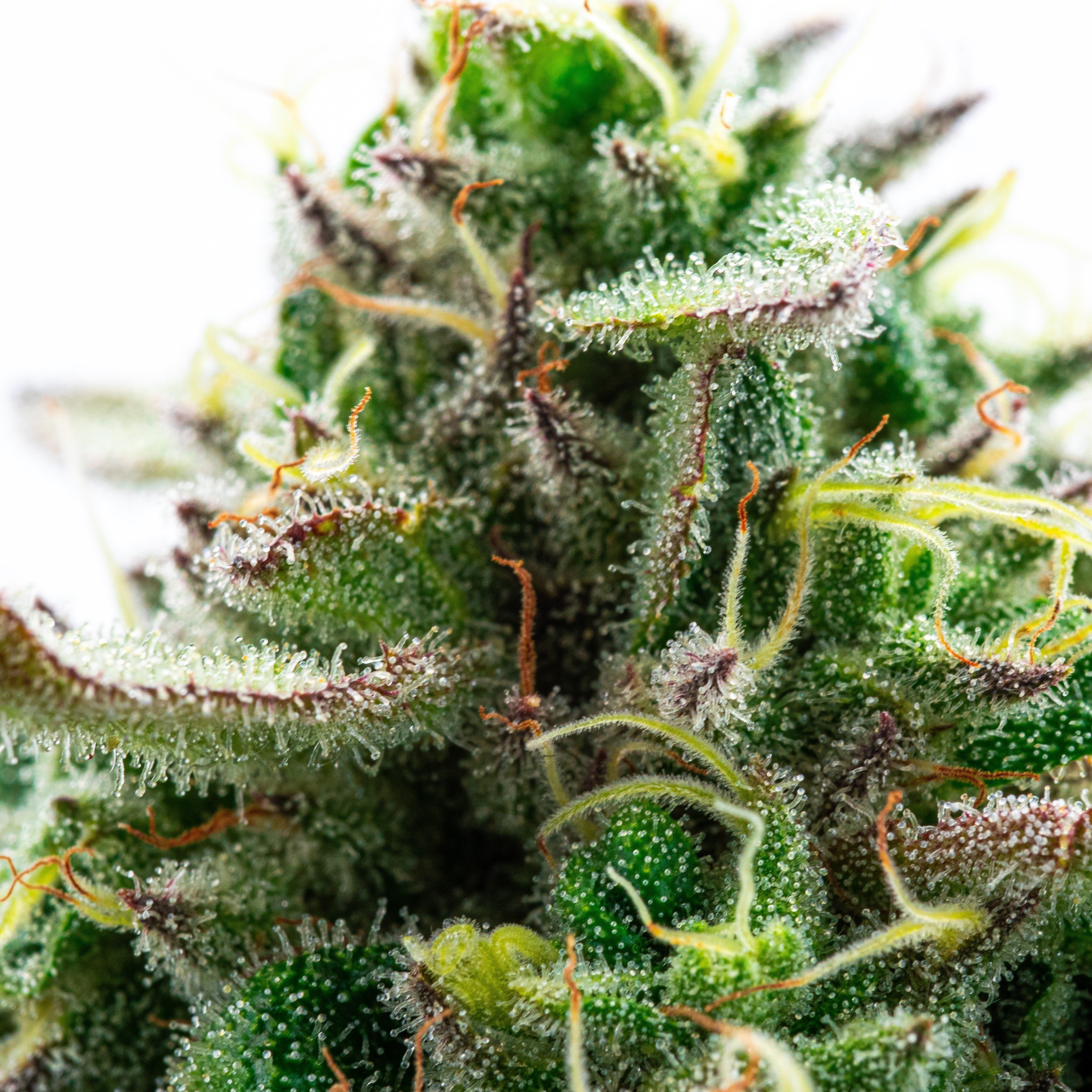 Ice Cream Cake x Animal Mints Good Day Farm Pre Pack Jane