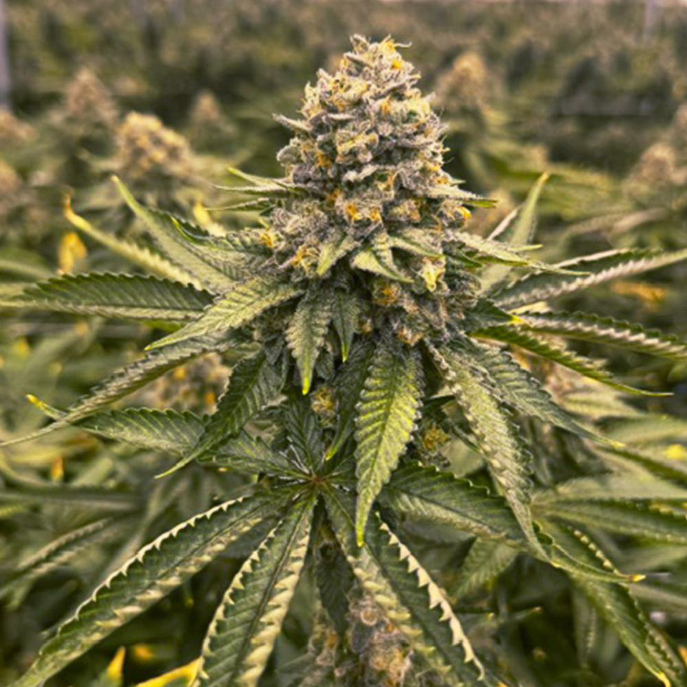 Verilife Albany Menu - Medical Cannabis in Albany | Verilife