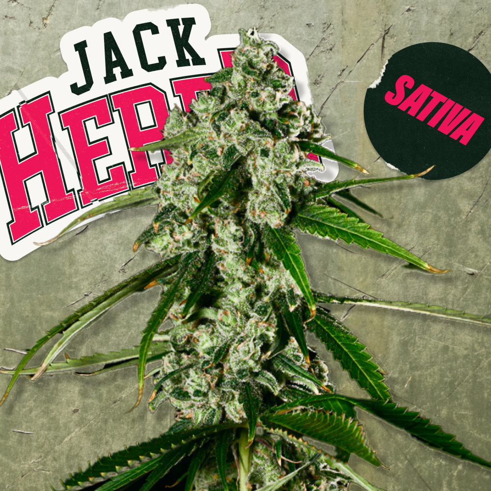 Verilife Ottawa Menu - Medical Cannabis in Ottawa | Verilife
