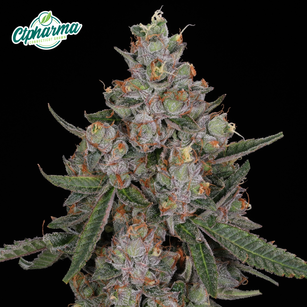CTPharma - Tuscan Gelato (H) Flower  C0020027436