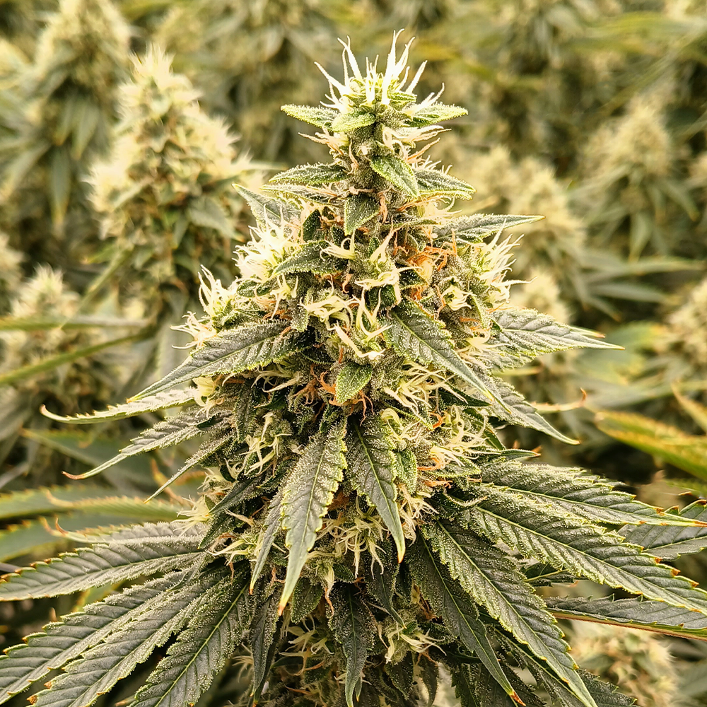 Verilife Ottawa Menu - Recreational Cannabis in Ottawa | Verilife