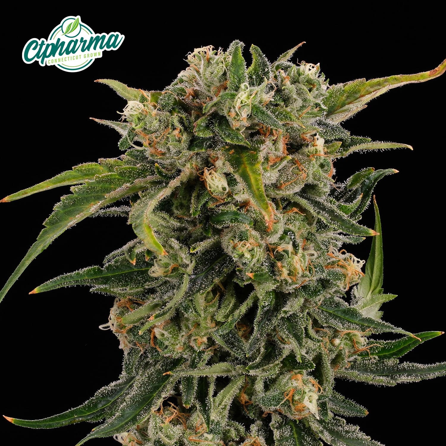 Canna-Tsu Flower THC:CBD 26426 (CTpharma)