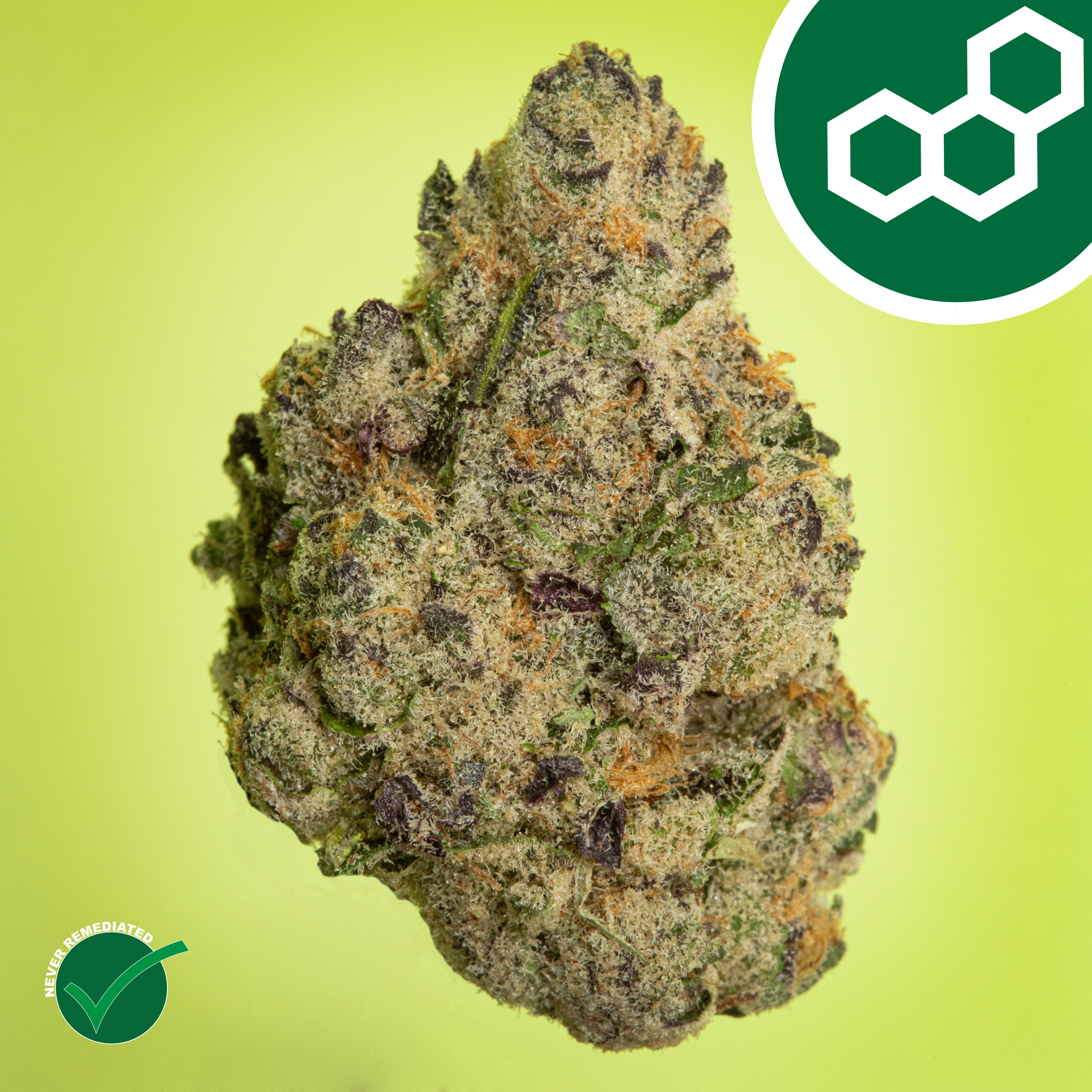 Theraplant - Pink Certz (H) Flower  C0040001536