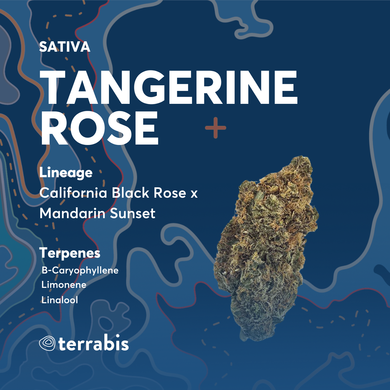 Tangerine Rose