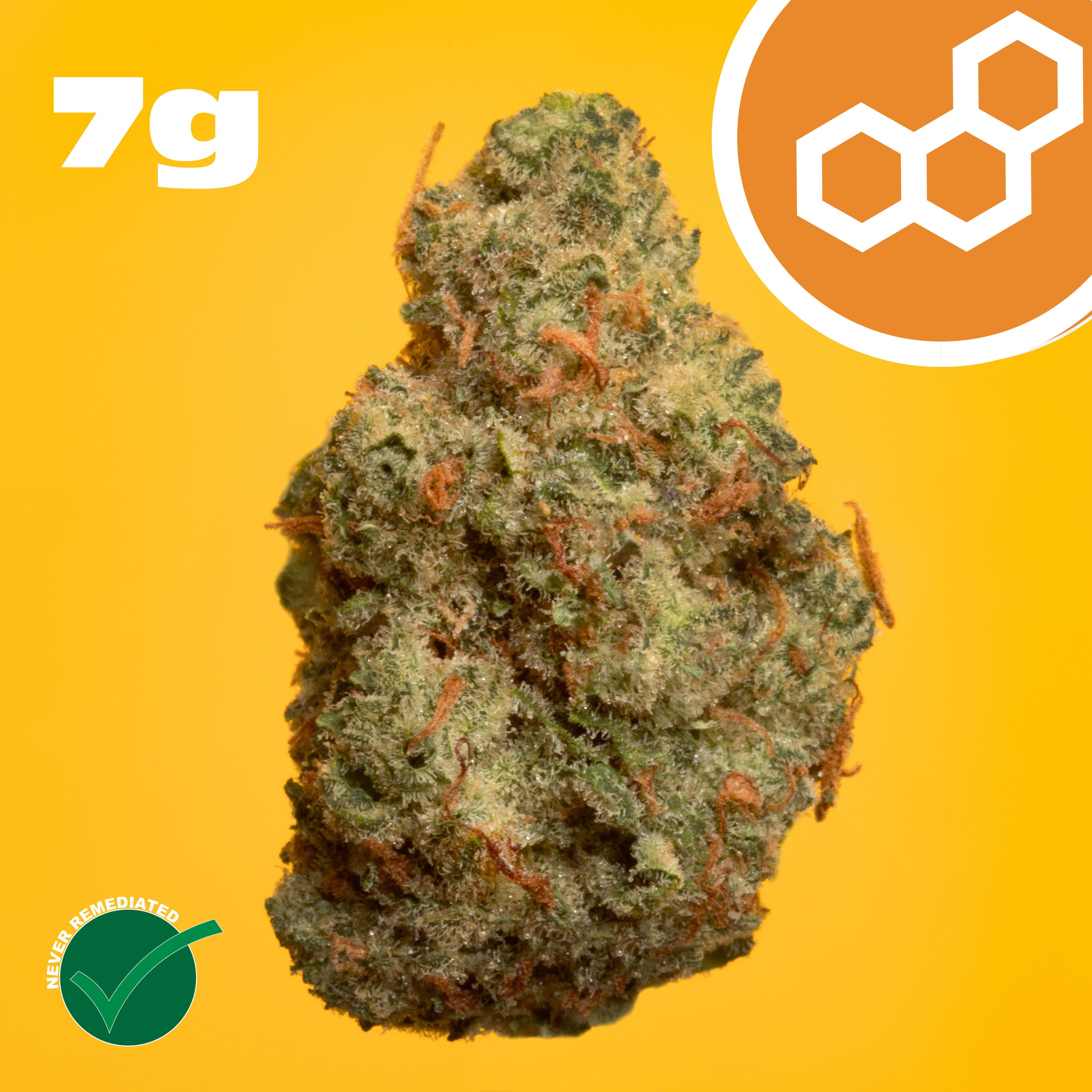 Theraplant - Grand Pappy's Chillemon (S) Flower  C0040001904