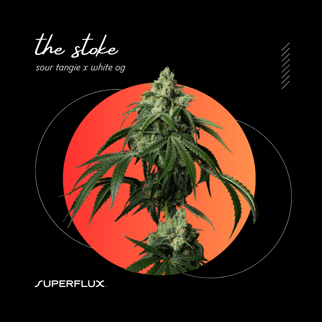 The Stoke