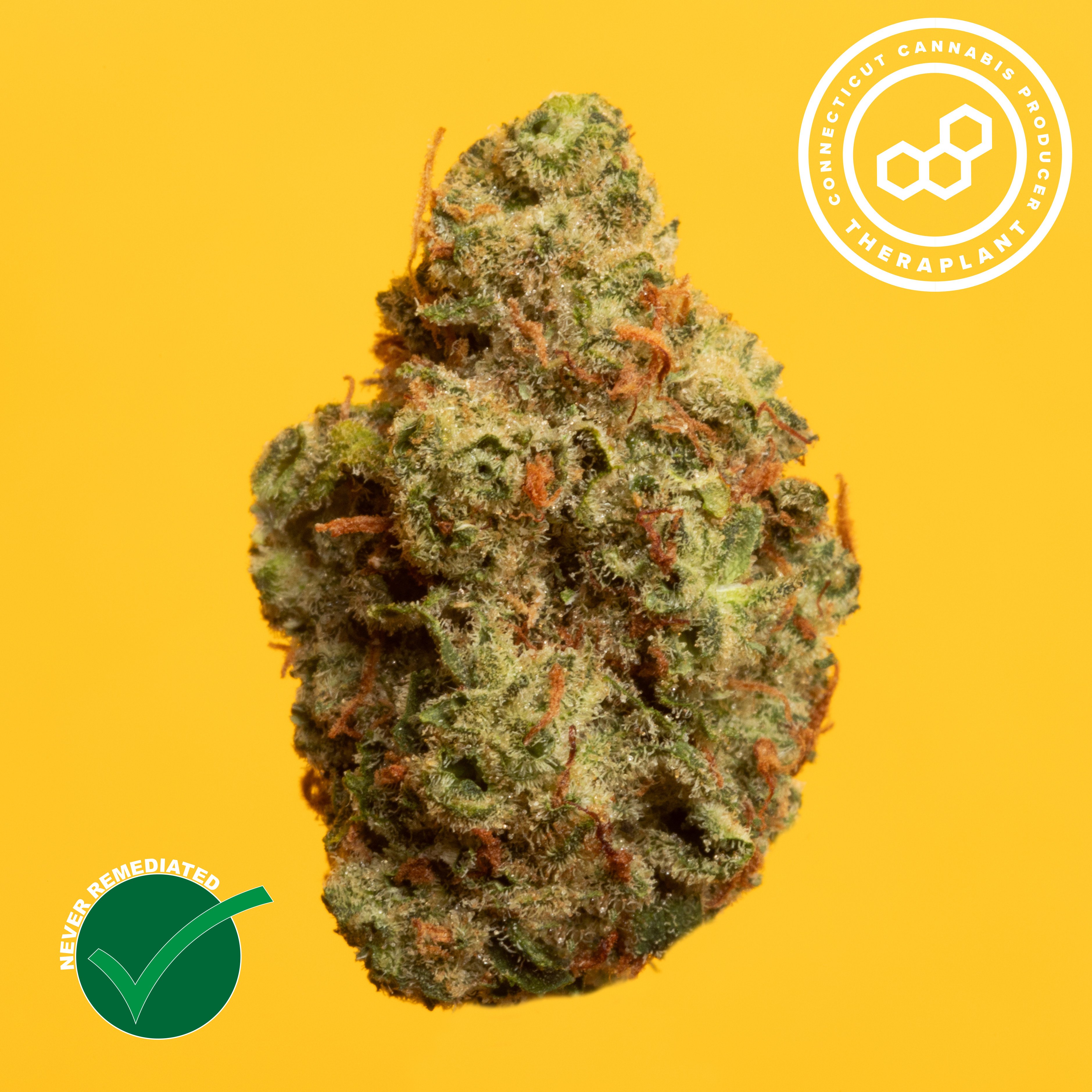 Theraplant - Grand Pappy's Chillemon (S) Flower  C0040001202