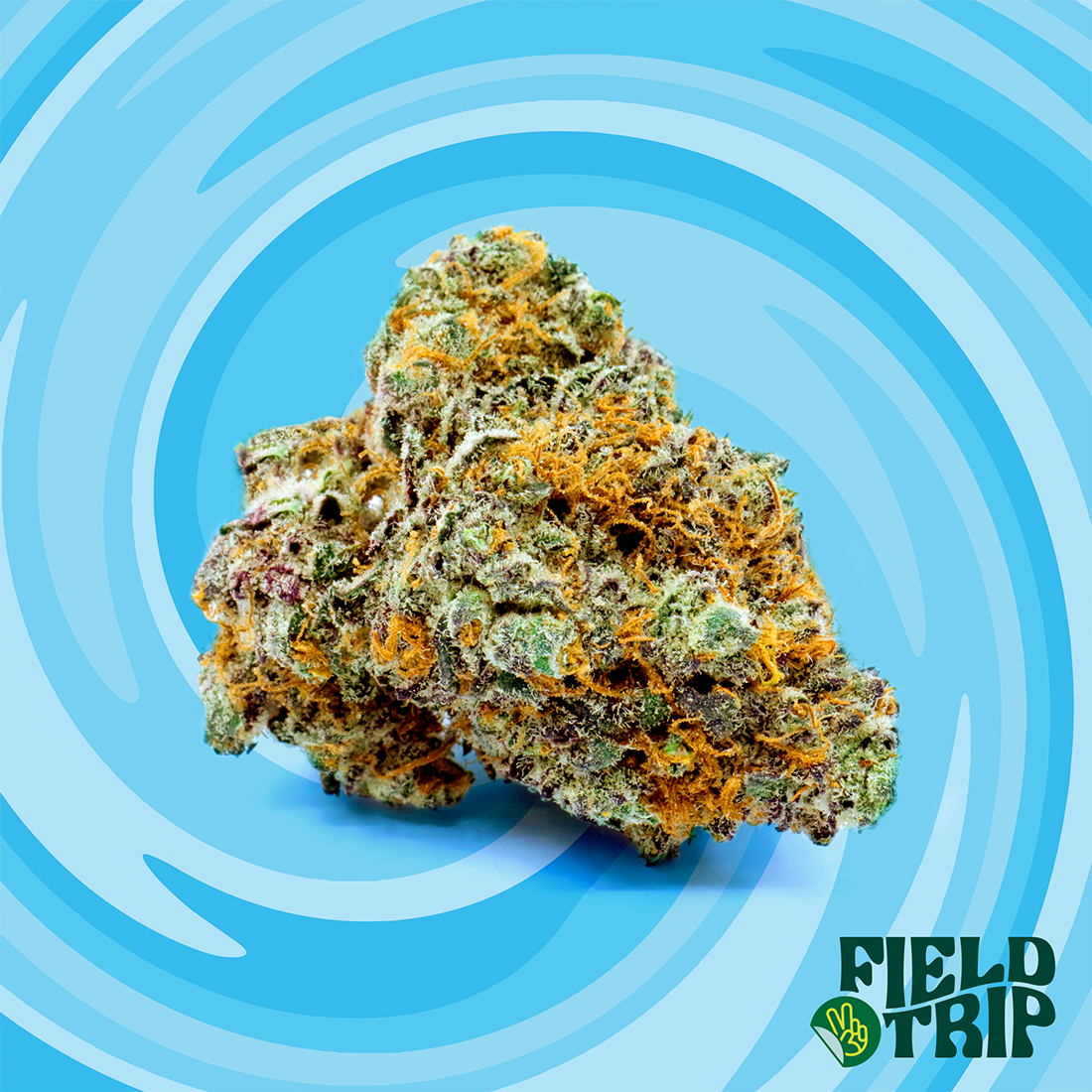 Meltz Field Trip Jane