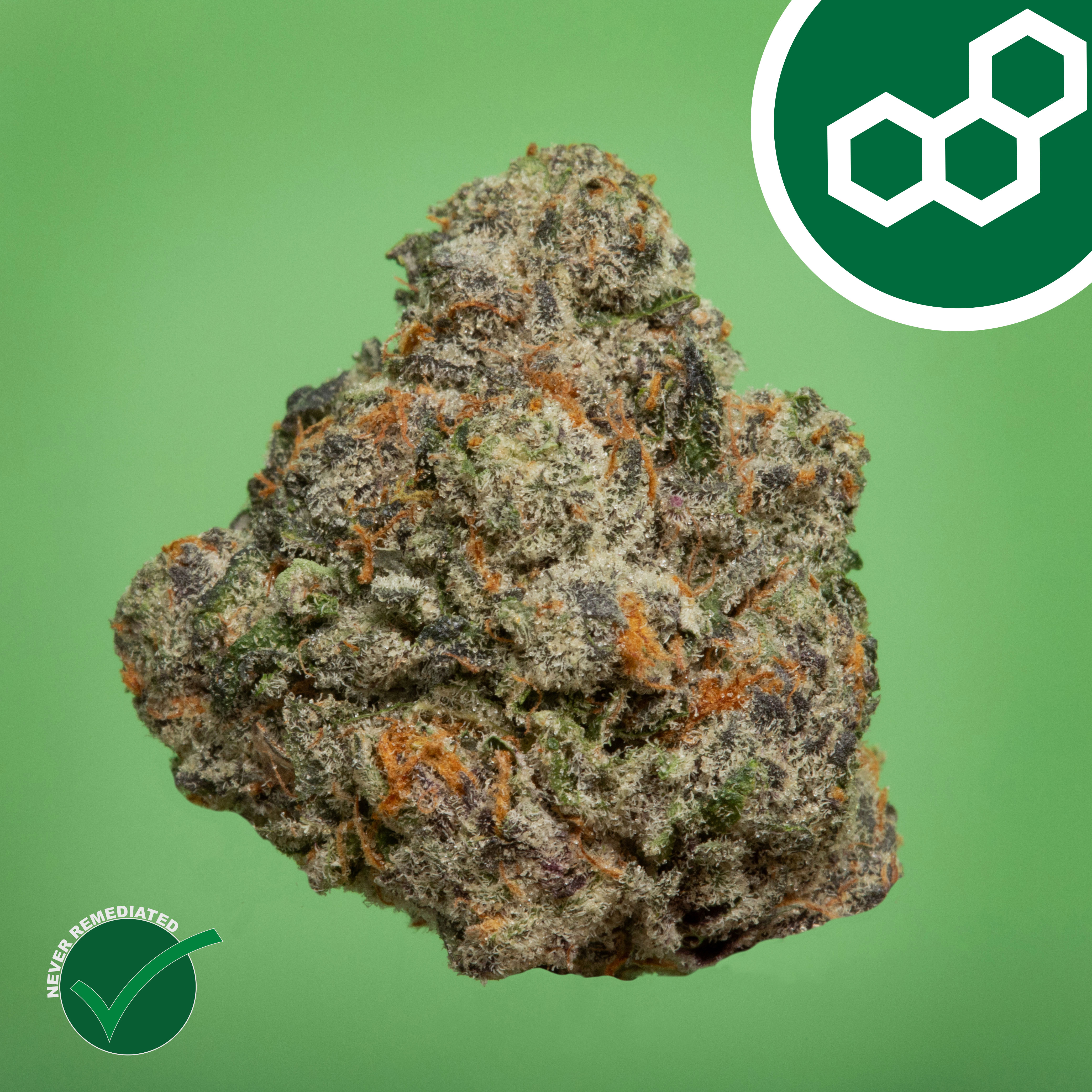 Theraplant - Gas Face (H) Flower  C0040002016