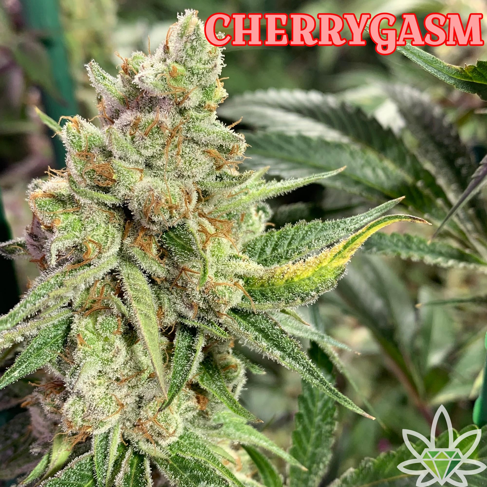 Cherrygasm