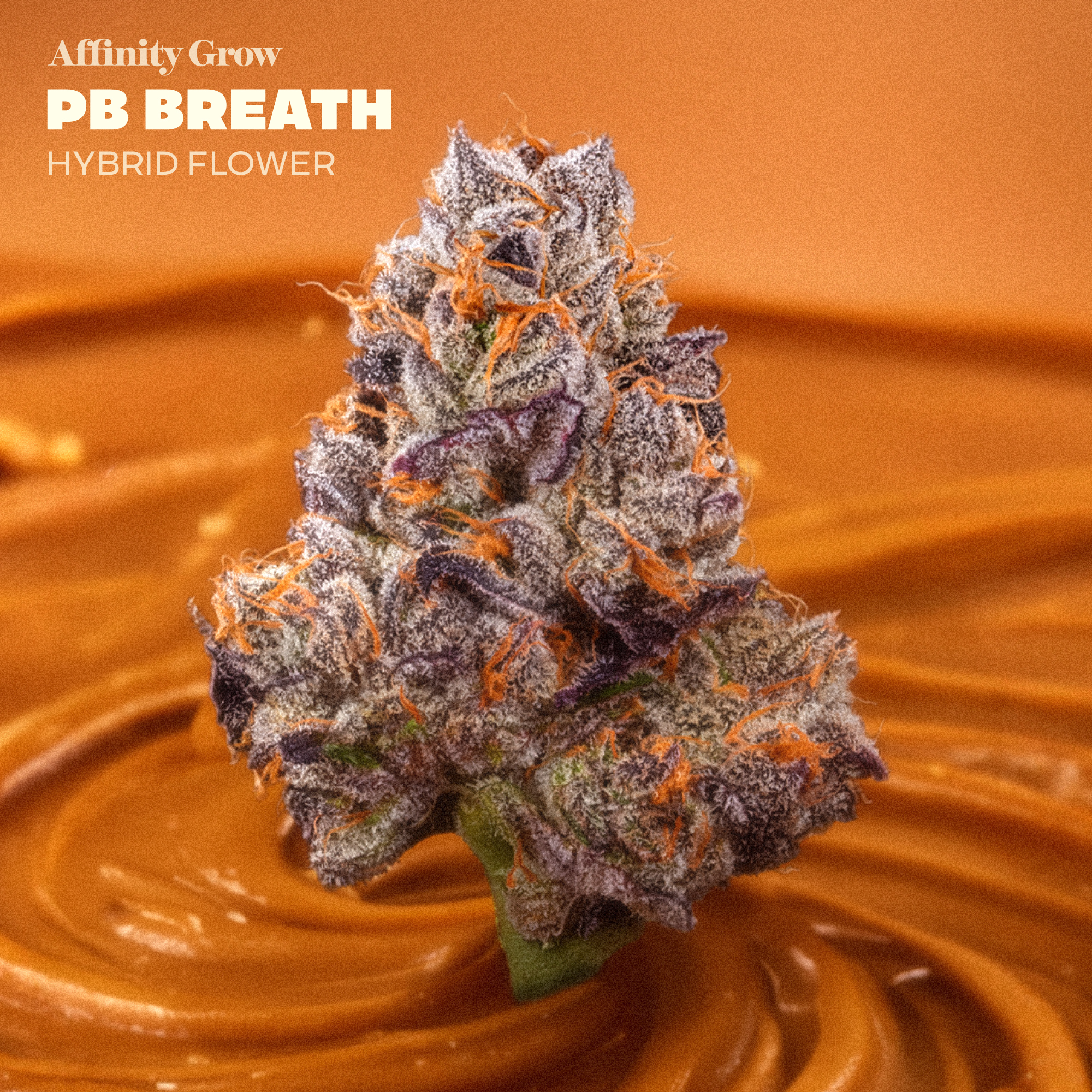 PB Breath Flower T28.20% H 01029