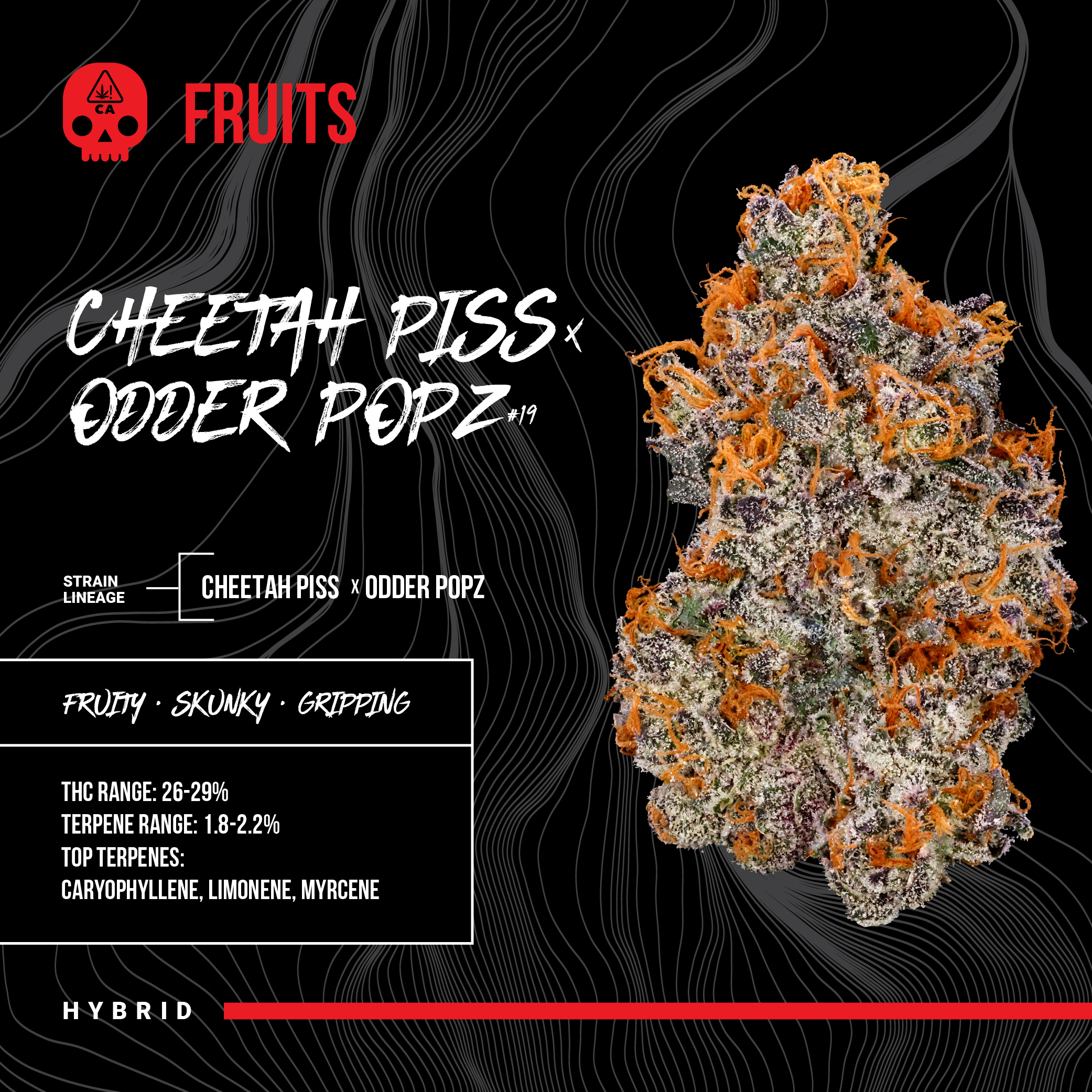 Shop Cheetah Piss x Odder Popz #19 | CannaCruz Salinas Dispensary