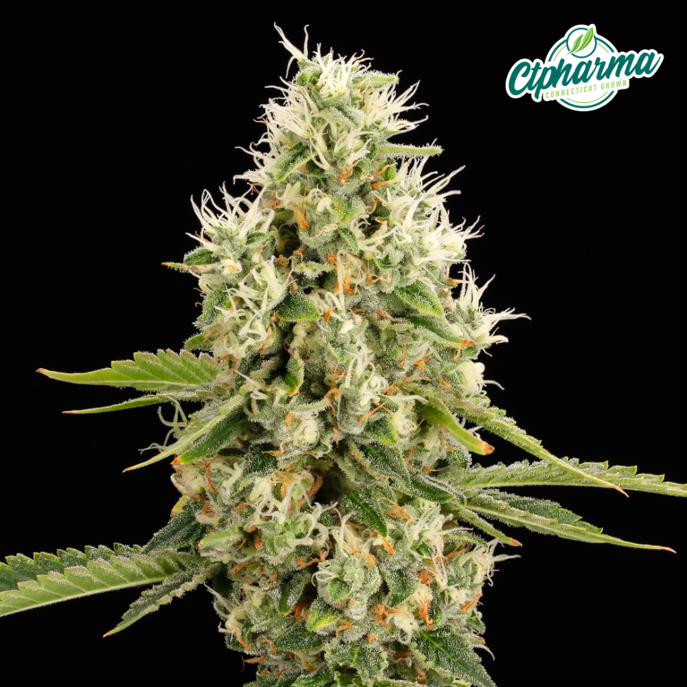CPS Scout Breath Flower 28.78% I 27094